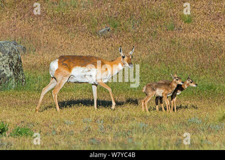 Pronghorn (Antilocapra americana) femmina con i vitelli, il Parco Nazionale di Yellowstone, Wyoming USA, Giugno. Foto Stock