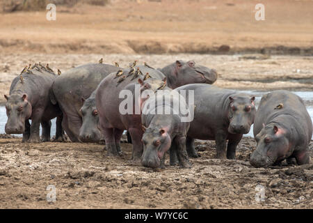 Ippopotamo (Hippopotamus amphibius) gruppo su terreni con red fatturati oxpeckers (Buphagus erythrorhynchus), Kruger National Park - Mpumalanga in Sudafrica. Foto Stock