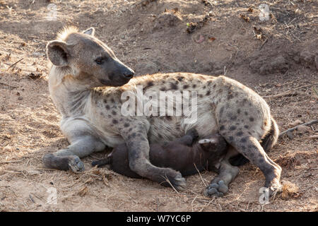 Spotted hyena (Crocuta crocuta), il lattante pup, Kruger National Park, Sud Africa. Foto Stock