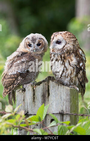 Allocco (Strix aluco), adulto e bambino appollaiato sul palo da recinzione, UK, Giugno, captive. Foto Stock