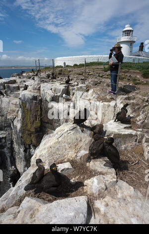 Il National Trust ranger Laura Shearer monitoraggio di nidificazione di uccelli marini, interno farne, farne Islands, Northumberland, Regno Unito, Luglio. Foto Stock