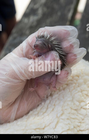 Riccio (Erinaceus europaeus), orfano baby, segreto mondo animale centro di salvataggio, Somerset, Regno Unito, Giugno. Foto Stock