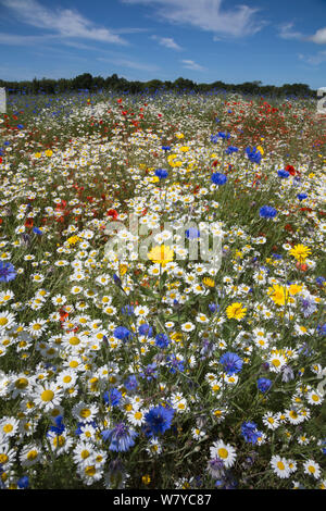 Fiori selvatici, tra cui il papavero (Papaver rhoeas), mais calendula (Glebionis segetum), cornflowers (Centaurea cyanus) e mais camomilla (Anthemis arvense), essendo cresciuto per le sementi da Landlife, Fir Tree Farm, Merseyside, Regno Unito, Giugno. Foto Stock