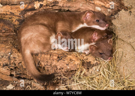 Ermellino (Mustela erminea), UK, Giugno, condizioni controllate. Foto Stock
