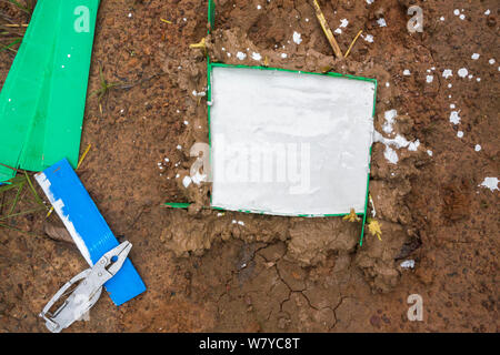 La realizzazione di un calco di una tigre indocinese paw print (Panthera tigris corbetti), Thap Lan Parco Nazionale, Thailandia, Agosto. Foto Stock