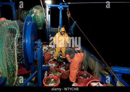 Ordinamento dei pescatori di catture di Limanda (Limanda ferruginea) sul ponte della pesca dragger. Stellwagen banche, New England, Stati Uniti, Nord Oceano Atlantico Modello rilasciato. Foto Stock