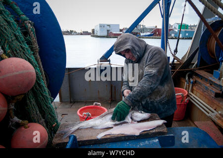 Fisherman sfilettatura Eglefino (Melanogrammus aeglefinus) sul ponte della pesca dragger. Stellwagen Bank, New England, Stati Uniti, Nord Oceano Atlantico, dicembre 2011. Modello rilasciato. Foto Stock