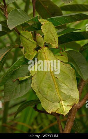 Foglie giganti insetto (Phyllium giganteum) captive, si verifica nel sud est asiatico. Foto Stock