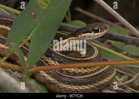 Nastro comune snake (Thamnophis sauritus sauritus) Virginia, Stati Uniti d'America. Ottobre. Foto Stock