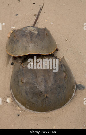 Il ferro di cavallo granchi (Limulus polyphemus) coniugata sulla riva, Delaware bay, Delaware, Stati Uniti d'America. Giugno. Foto Stock