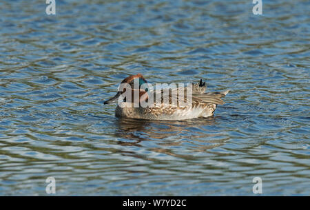 Eurasian Teal (Anas crecca) nuoto. Moulting in inverno piumaggio. Leighton Moss, Lancashire, Regno Unito. Ottobre. Foto Stock