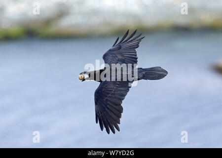 Comune di Corvo Imperiale (Corvus corax) battenti con uovo rubato da Kittiwake nido, Hornoya, Varanger, Finnmark, Norvegia, maggio. Foto Stock