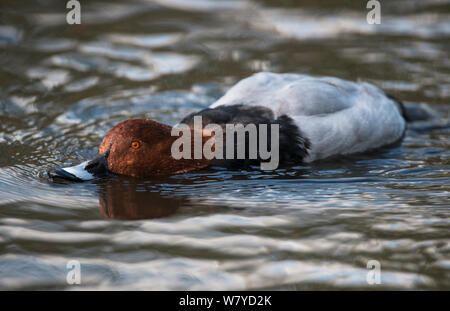 Pochard comune (Aythya ferina) alimentazione filtrando il cibo dalle acque di superficie. Martin mera WWT Riserva, Lancashire, Regno Unito. Novembre. Foto Stock