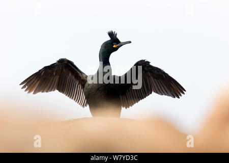 Il marangone dal ciuffo (phalacrocorax aristotelis) diffondere le ali a secco, Hornoya, Varanger, Finnmark, Norvegia, Aprile. Foto Stock