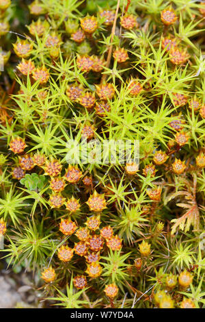 Vista dall'alto di ginepro haircap moss (Polytrichum juniperinum) con maschio gametofiti cuscinetto fiore come antheridia, Bodmin Moor, Cornwall, Regno Unito, maggio. Foto Stock