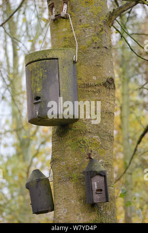 Tre caselle Bat appeso a un albero, Rutland acqua Riserva Naturale, Rutland, Regno Unito, novembre. Foto Stock
