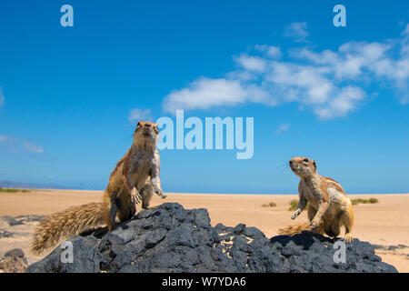 Massa Barbary scoiattoli (Atlantoxerus getulus) su roccia, Fuerteventura, Isole Canarie. Introdotto dal Nord Africa. Foto Stock