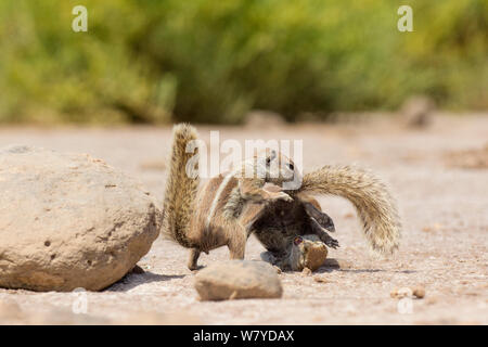 Massa Barbary scoiattoli (Atlantoxerus getulus) combattimenti, Fuerteventura, Isole Canarie. Introdotto dal Nord Africa. Foto Stock