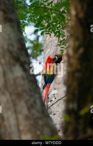 Scarlet Macaw (Ara macao) adulto presso il foro di nido; Costa Rica Foto Stock