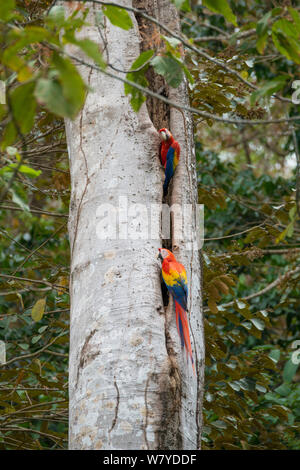 Scarlet Macaw (Ara macao) adulto coppia al foro di nido. Costa Rica Foto Stock