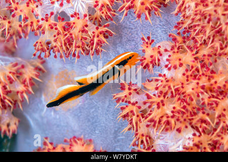 Ribboned sweetlips (Plectorhinchus polytaenia) capretti su soft coral. Lembeh strait, Nord Sulawesi, Indonesia. Foto Stock