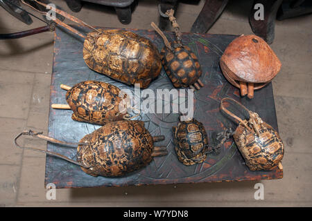 Bovini tradizionali campane fatte da Leopard tartaruga (Stigmochelys pardalis) shell e bastoni di legno così come un cammello di legno campana (in alto a destra sulla tabella) per la vendita in un negozio di souvenir in Addis Abeba. Questi tradizionali campane sono attraenti come la curiosità di turisti e di Leopard tartarughe terrestri sono stati uccisi per soddisfare la domanda di memorabilia provenienti da turisti. Addis Abeba, Addis Abeba, in Etiopia. Febbraio009 Foto Stock