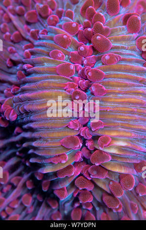 Viola tentacolo corto corallo a fungo (Fungia sp.) close up dei polipi. Lembeh strait, Nord Sulawesi, Indonesia. Foto Stock