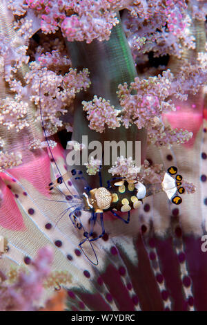 Peacock a coda di gamberi anemone (Periclimenes brevicarpalis) commensally vivente con la ramificazione anemone marittimo (Actinodendron glomeratum). Lembeh strait, Nord Sulawesi, Indonesia. Foto Stock