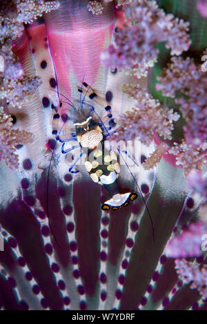 Peacock a coda di gamberi anemone (Periclimenes brevicarpalis) commensally vivente con la ramificazione anemone marittimo (Actinodendron glomeratum). Lembeh strait, Nord Sulawesi, Indonesia. Foto Stock