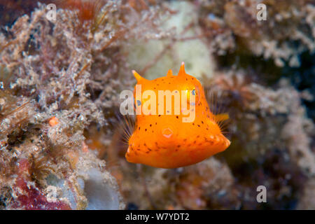 I capretti longhorn cowfish (Lactoria cornuta) Lembeh strait, Nord Sulawesi, Indonesia. Foto Stock