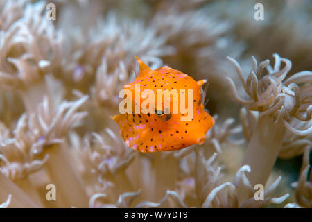 I capretti longhorn cowfish (Lactoria cornuta) Lembeh strait, Nord Sulawesi, Indonesia. Foto Stock