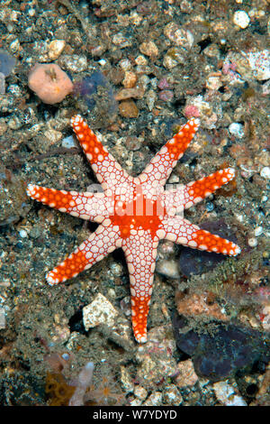 La menta piperita stella di mare (Fromia monilis) Lembeh strait, Nord Sulawesi, Indonesia. Foto Stock