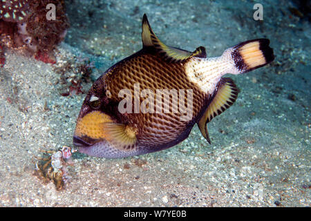 Titan pesci balestra (Balistoides viridescens) alimentazione su ricci di mare, Lembeh strait, Nord Sulawesi, Indonesia. Foto Stock