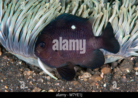 Domino fanciulla (Dascyllus trimaculatus) dal suo host anemone marittimo (Heteractis magnifica). Lembeh strait, Nord Sulawesi, Indonesia. Foto Stock