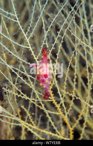 Rosy cowrie mandrino (Phenacovolva rosea) sulla ramificazione di corallo nero (Antipathes sp) Lembeh strait, Nord Sulawesi, Indonesia. Foto Stock