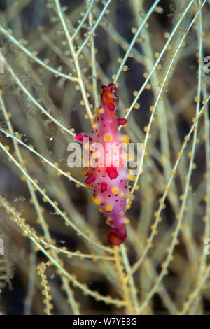Rosy cowrie mandrino (Phenacovolva rosea) sulla ramificazione di corallo nero (Antipathes sp) Lembeh strait, Nord Sulawesi, Indonesia. Foto Stock