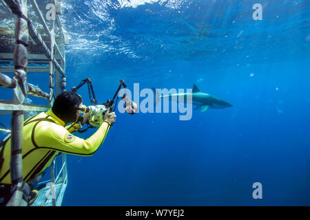 Fotografo subacqueo Douglas David Seifert in una muta di colore giallo a fotografare da una gabbia di squalo un grande squalo bianco (Carcharodon carcharias) Guadalupe Island o Isla Guadalupe, Oceano Pacifico, Messico, settembre 2005. Le specie vulnerabili. Foto Stock