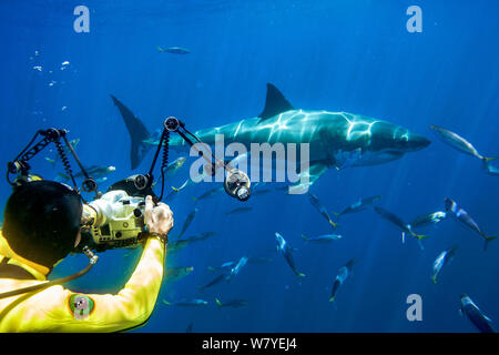 Fotografo subacqueo Douglas David Seifert in una muta di colore giallo a fotografare da una gabbia di squalo un grande squalo bianco (Carcharodon carcharias) Guadalupe Island o Isla Guadalupe, Oceano Pacifico, Messico, settembre 2005. Le specie vulnerabili. Foto Stock