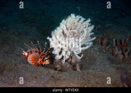 Zebra Turkeyfish (Dendrochirus zebra) appoggiato accanto a un crinoide durante il giorno. Lembeh strait, Nord Sulawesi, Indonesia. Foto Stock