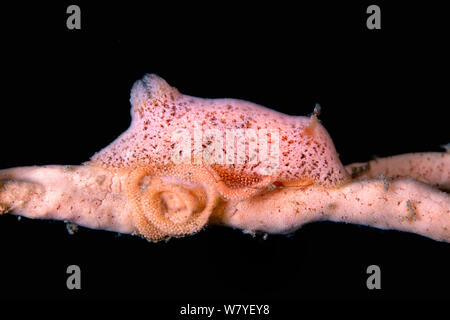 Dorid nudibranch Rostanga (sp) che stabilisce il suo nastro di uovo, mimetizzata su una spugna rosa. Lembeh strait, Nord Sulawesi, Indonesia. Foto Stock
