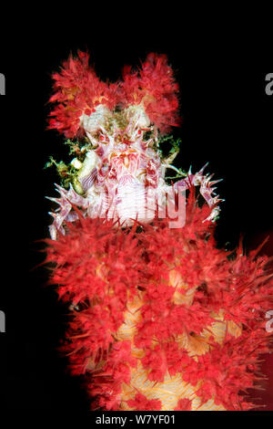 Coralli molli (granchio Hoplophrys oatesii) mimetizzata su rosso corallo morbido (Dendronephthya sp.) Lembeh strait, Nord Sulawesi, Indonesia. Foto Stock