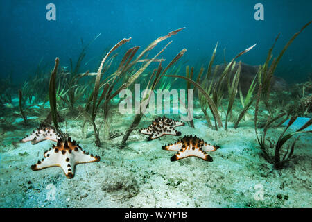 Erba di mare / tartaruga erba (Ehalus acoroides) e Corno Stella di Mare / Chocolate Chip stella di mare (Protoreaster nodosus), Lembeh strait, Nord Sulawesi, Indonesia. Foto Stock