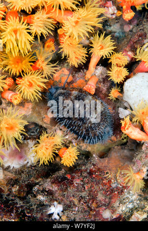 Thick-orlato (cowrie Cypraea caurica) di notte accanto a Orange polipi di corallo (Tubastrea sp.). Lembeh strait, Nord Sulawesi, Indonesia. Foto Stock