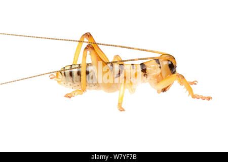 Orange raspy cricket Hadrogryllacris (sp), Western Australia. meetyourneighbors.net progetto Foto Stock