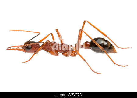 Australian bull ant Myrmecia (sp), Western Australia. meetyourneighbors.net progetto Foto Stock