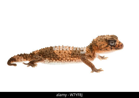 Nastrare manopola-tailed gecko (Nephrurus wheeleri), Western Australia. meetyourneighbors.net progetto Foto Stock