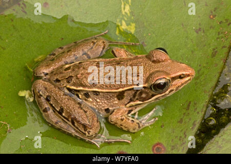 Rana Pickerel (Rana palustris) Washington DC, USA, settembre. Foto Stock