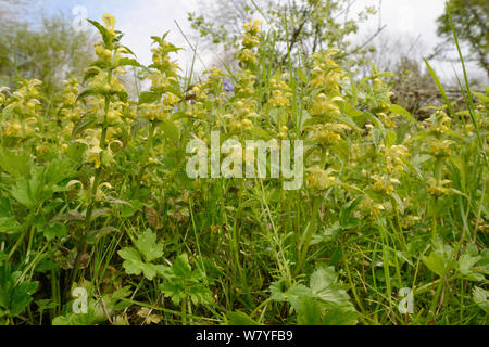 Basso angolo di visione di un denso di stand di giallo arcangelo (Lamium galeobdolum) fioritura in una radura del bosco, GWT inferiore riserva boschi, Gloucestershire, Regno Unito, maggio. Foto Stock