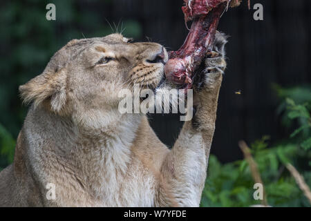 Londra, Regno Unito. Il 7 agosto, 2019. ZSL London Zoo leone asiatico viene dato un altalena gigante per celebrare il mondo Lion giorno 2019 Credit: Phil Lewis/SOPA Immagini/ZUMA filo/Alamy Live News Foto Stock