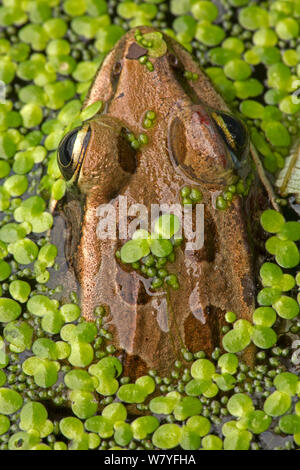 Rana Pickerel (Rana palustris) tra lenticchie d'acqua, Washington DC, USA, Agosto. Foto Stock